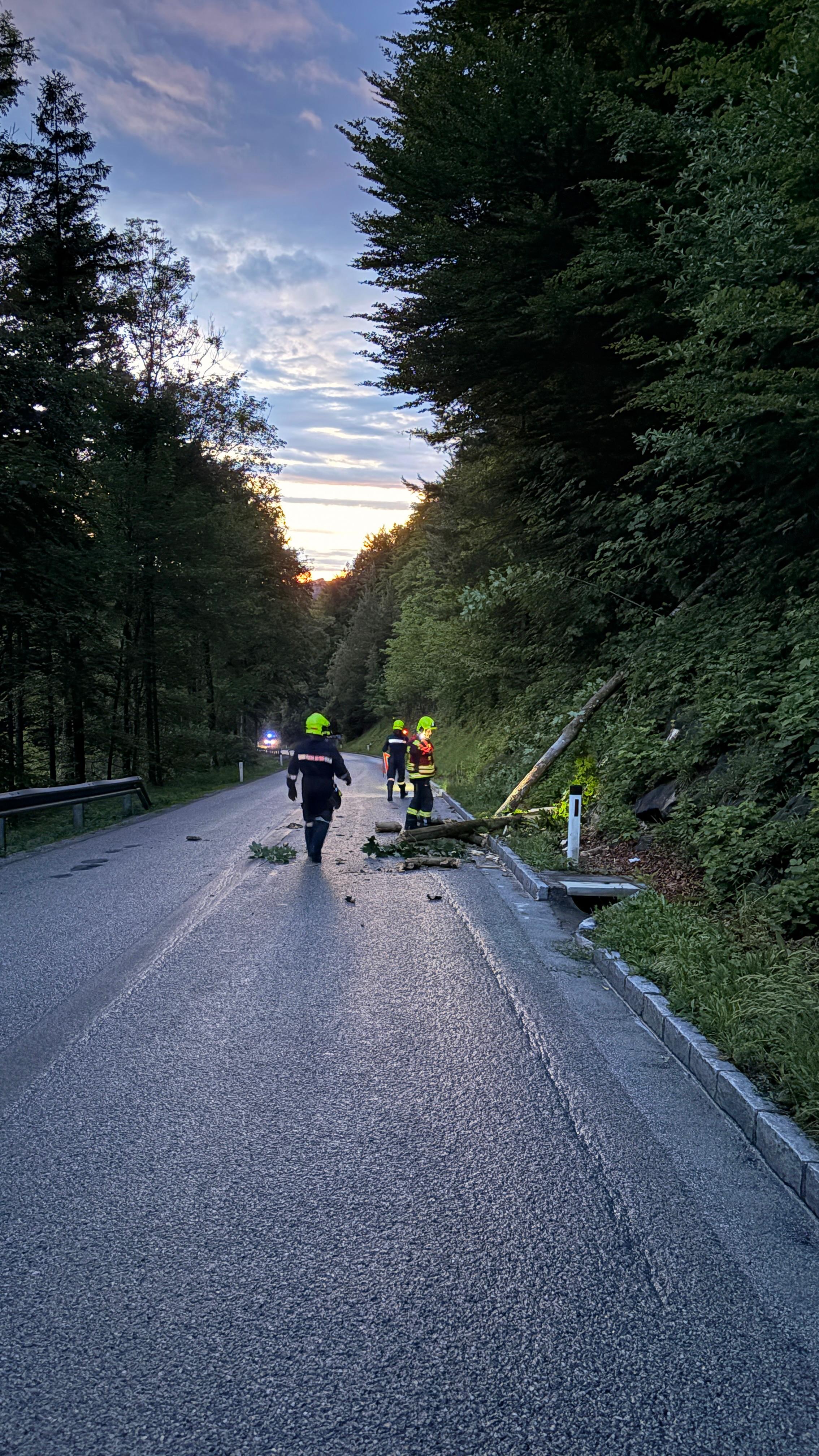 Baum auf Straße